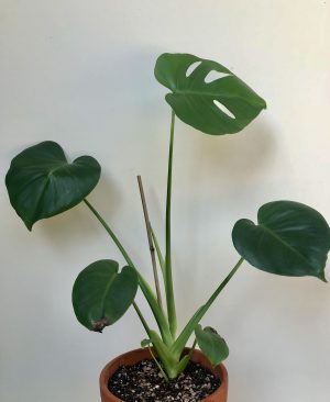 Monstera Deliciosa