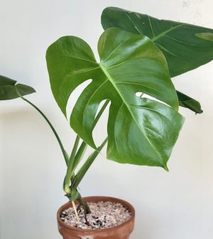 Monstera Deliciosa